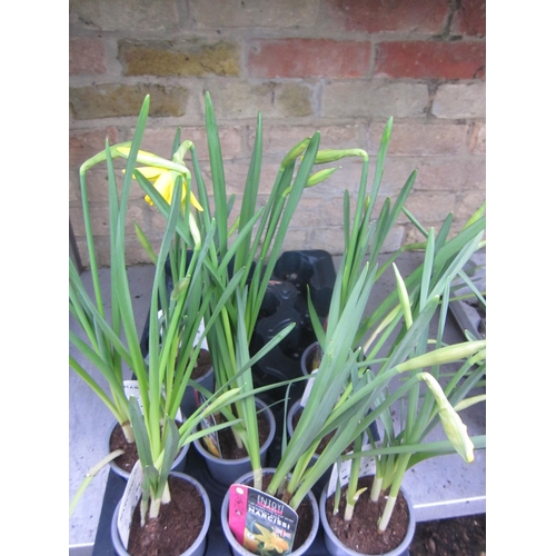 3015 - 8 Narcissus February Gold