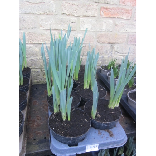 3017 - 8 Daffodils Golden Harvest