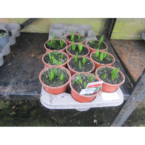 3024 - 10 Fritillaria Uva Vulpis