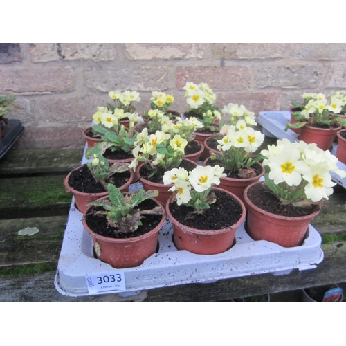 3033 - 15 Primrose