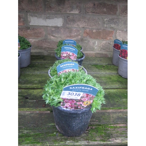 3038 - 4 Saxifraga Marto Rose