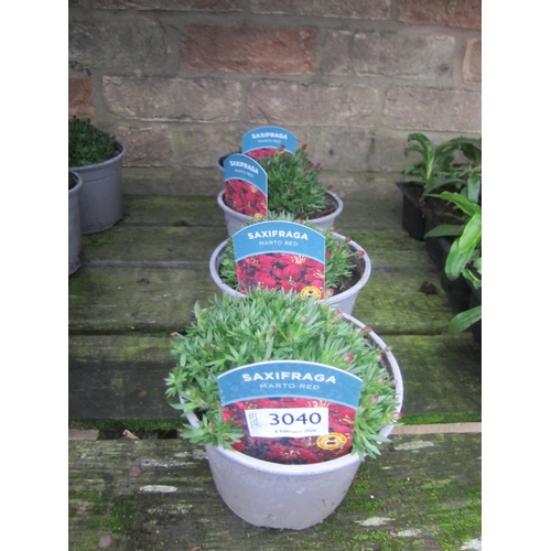 3040 - 4 Saxifraga Marto Red