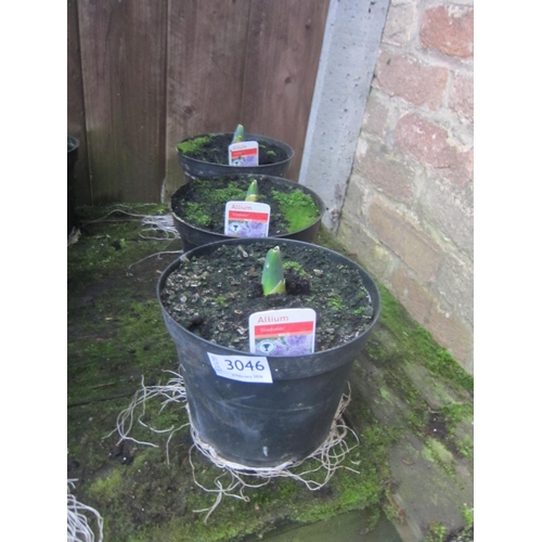 3046 - 3 Allium Gladiator