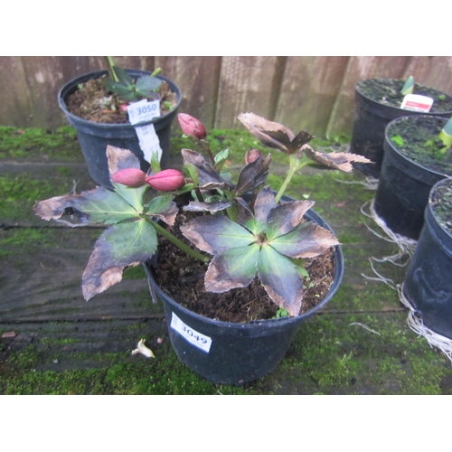 3049 - Helleborus Strawberry Moon