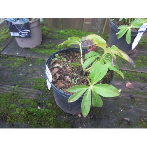 3053 - Helleborus Bijoux