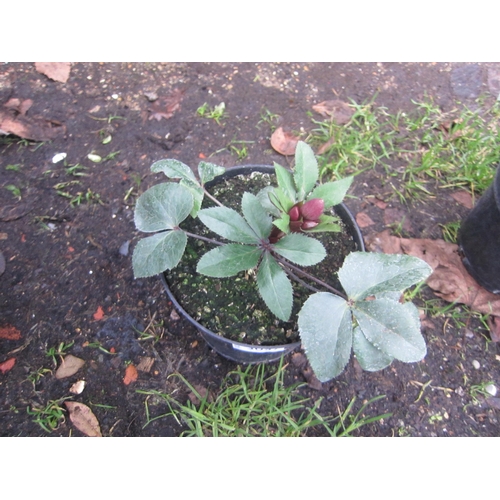 3057 - Helleborus Star of Love