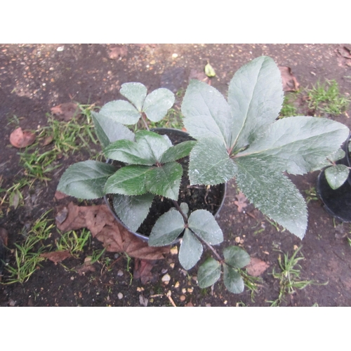 3058 - Helleborus Star of Love