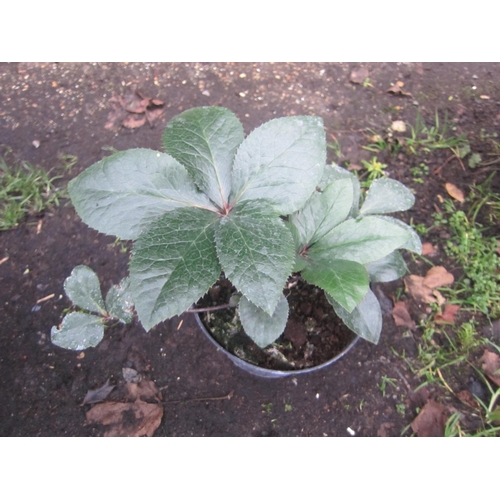 3060 - Helleborus Star of Love