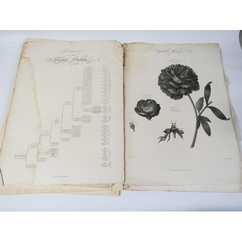 5449 - John Thornton: 'New Illustration of the Sexual System of Linnaeus.', Three fascicles, numbered six t... 