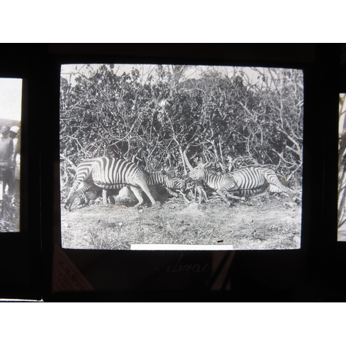 7026 - (Africa, Middle East, British Colonies, Congo, Sierra Leone, Egypt) A collection of approximately 28... 