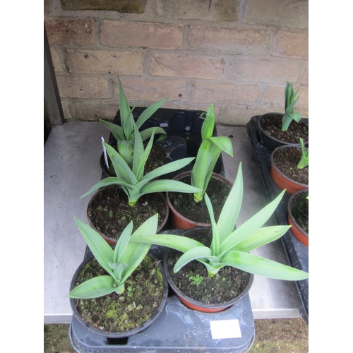 Lot 3010A     