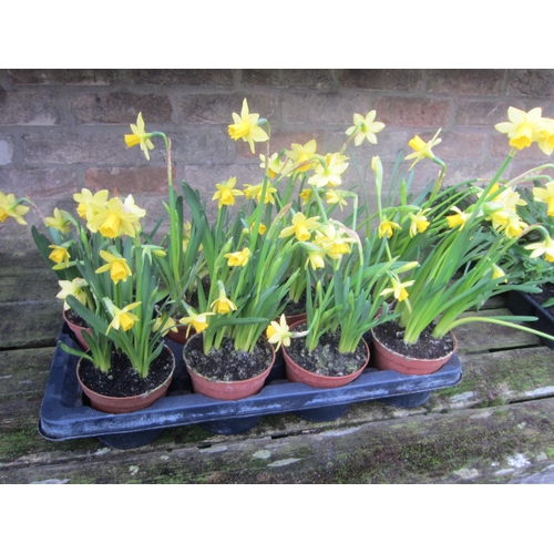 Lot 3026A     