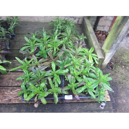 Lot 3028      