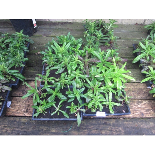 Lot 3029      