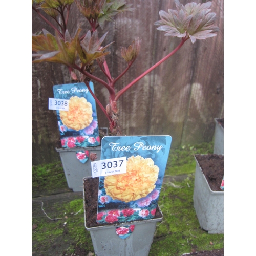 Lot 3037      