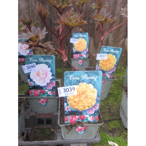 Lot 3039      