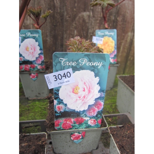 Lot 3040      