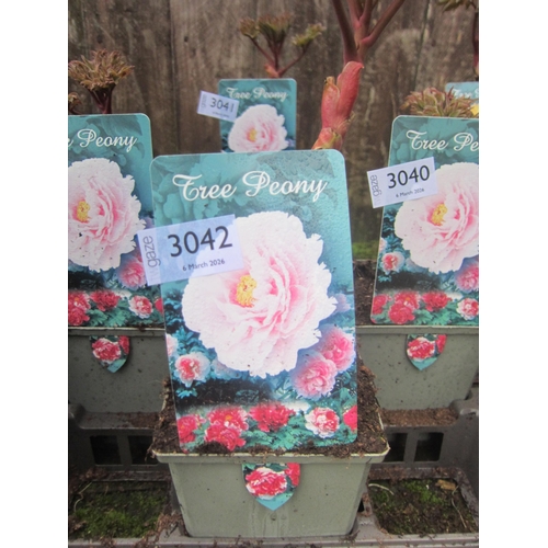 3042 - A pink Tree Peony