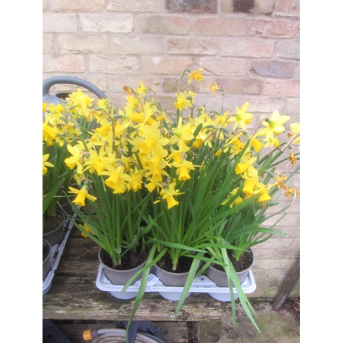 3001 - 8 Narcissus 