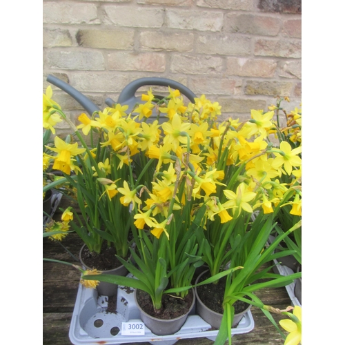 3002 - 8 Narcissus 