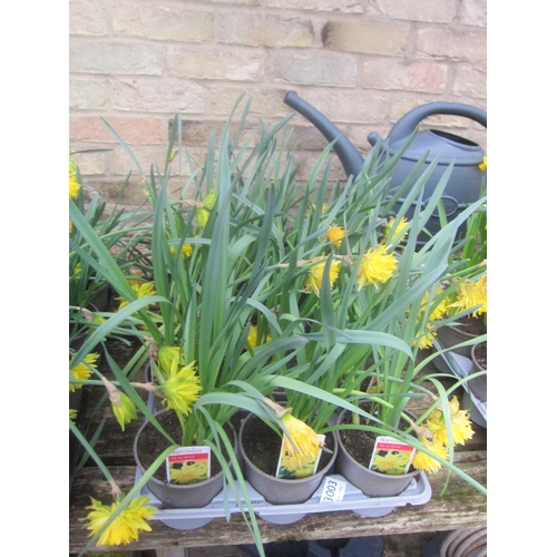 3003 - 8 Narcissus 