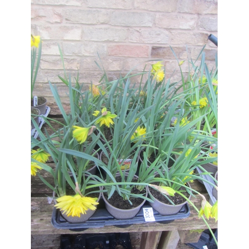 3004 - 10 Narcissus 