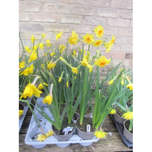 3005 - 10 Narcissus 