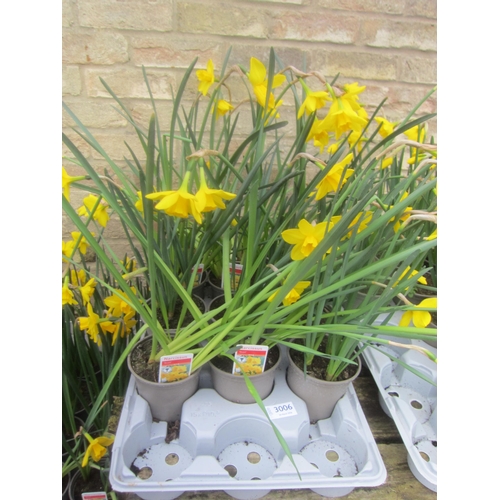 3006 - 9 Narcissus 
