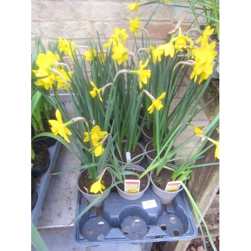 3007 - 12 mixed dwarf Narcissus