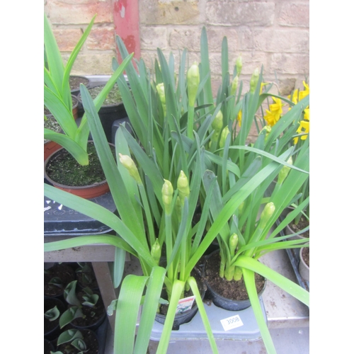 3008 - 10 Narcissus 