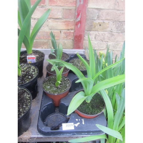 3009 - 10 Narcissus 