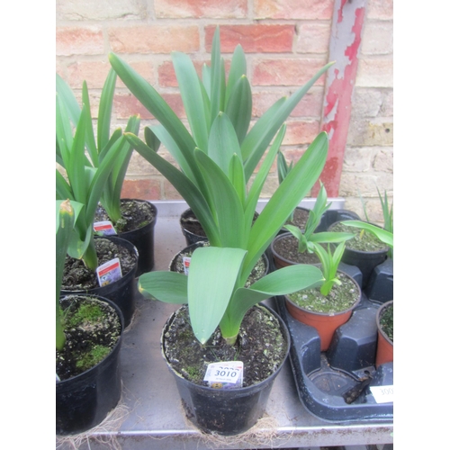 3010 - 10 Narcissus 
