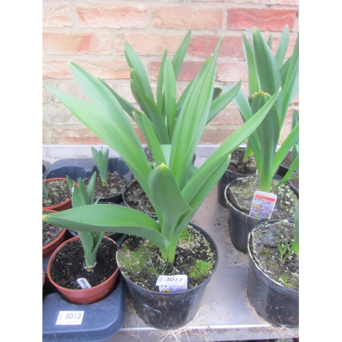 3011 - 12 Narcissus 