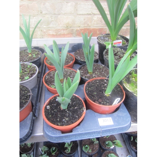 3012 - 8 Daffodil 