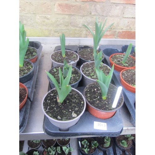 3013 - 8 Daffodil 