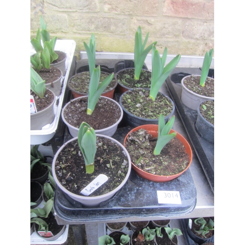 3014 - 8 Daffodil 