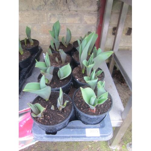 3015 - 5 Allium 