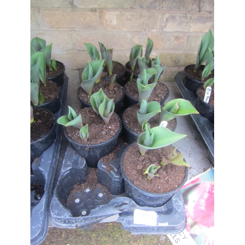 3016 - 6 Allium 