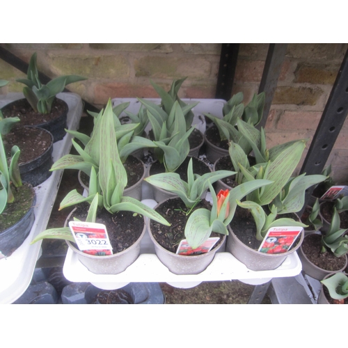 3022 - 3 Allium 