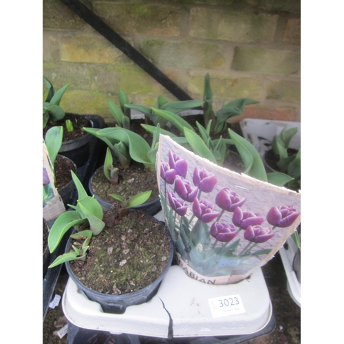 3023 - 8 Tulip 