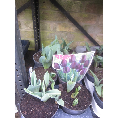 3024 - 8 Tulip 