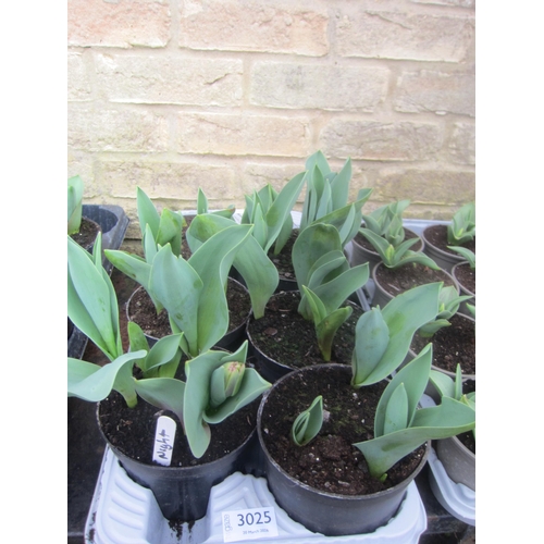 3025 - 7 Tulip 