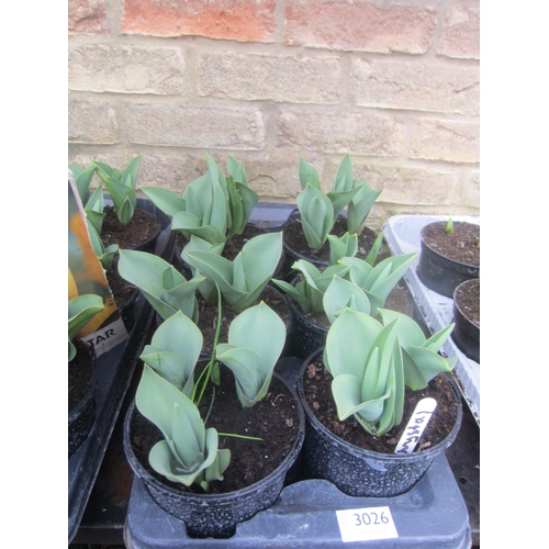 3026 - 7 Tulip 