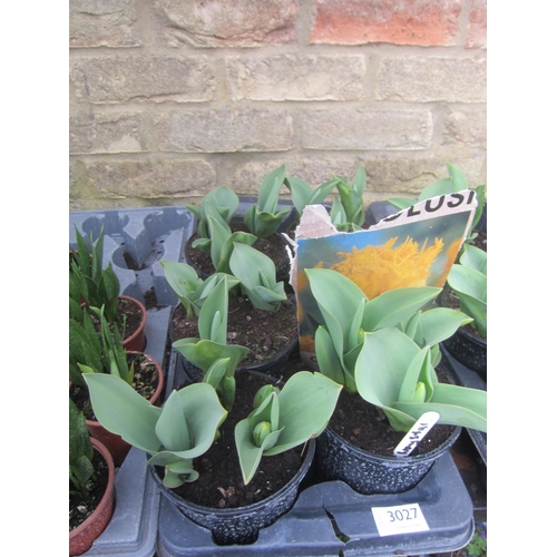 3027 - 13 dwarf Tulip 
