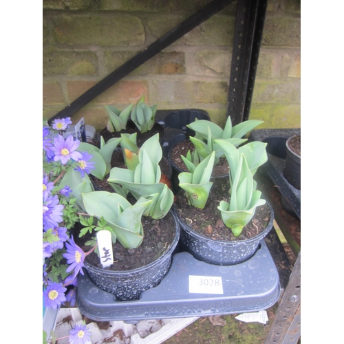 3028 - 15 dwarf Tulip 