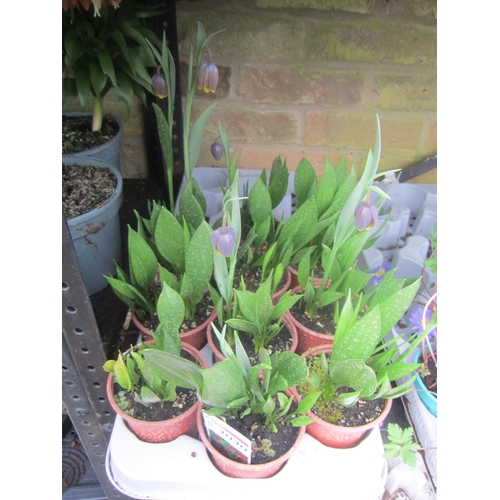 3030 - 11 dwarf Tulip 