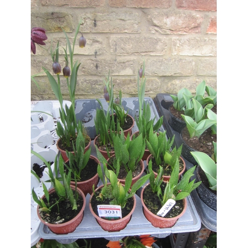 3031 - 11 dwarf Tulip 