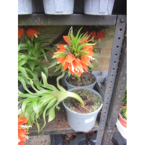 3034 - 6 Tulip 