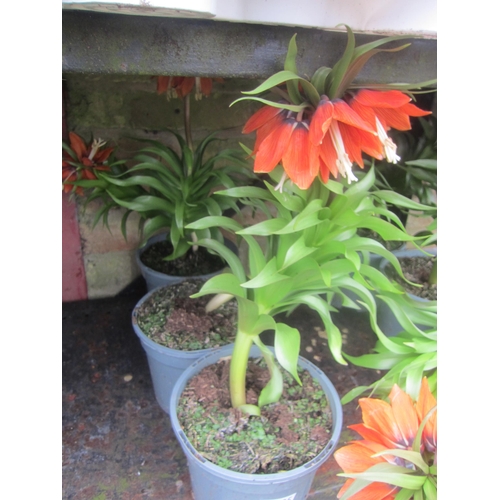 3035 - 6 Tulip 