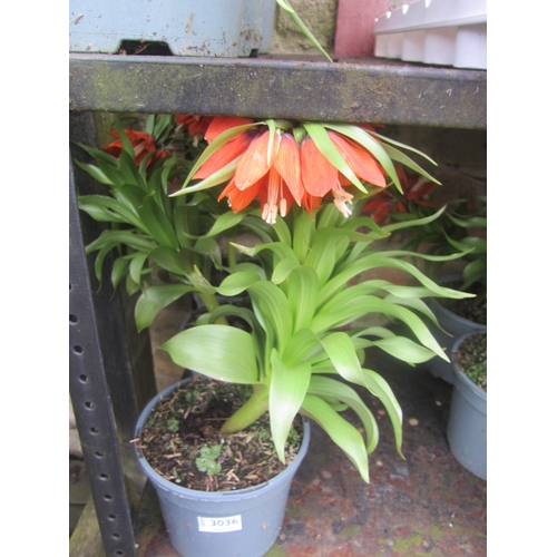 3036 - 4 Tulip 